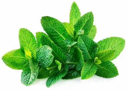 عرضه مستقیم سبزی نعناع خشک صادراتی + قیمت به صرفه